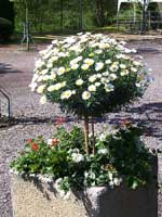 Хризантема кустарниковая (Chrysanthemum frutescens) каменск-уральский школа №21