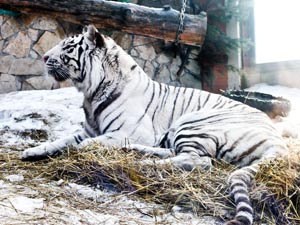 Белый Тигр. Екатеринбургский зоопарк
