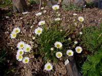 Хризантема альпийская (Chrysanthemum alpinum) каменск-уральский школа №21